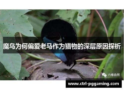 魔鸟为何偏爱老马作为猎物的深层原因探析